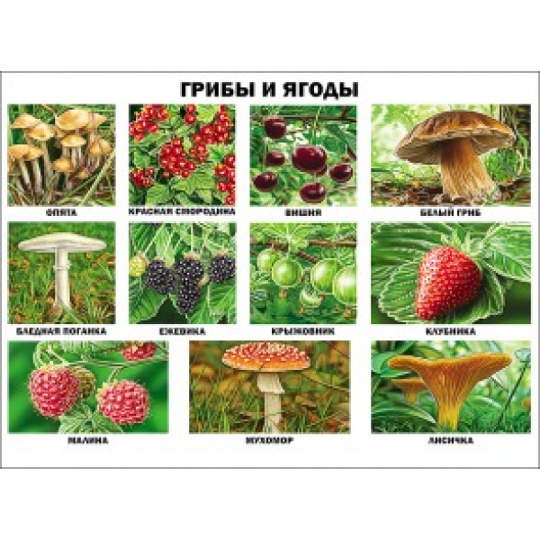 Плакат А2 Проф-Пресс Грибы и ягоды