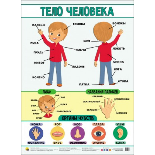 Плакат А2 Проф-Пресс Тело человека