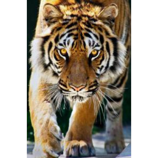 Алмазная мозаика 30*40 Рыжий кот WFC-201 Взгляд благородного тигра (полн заполн)